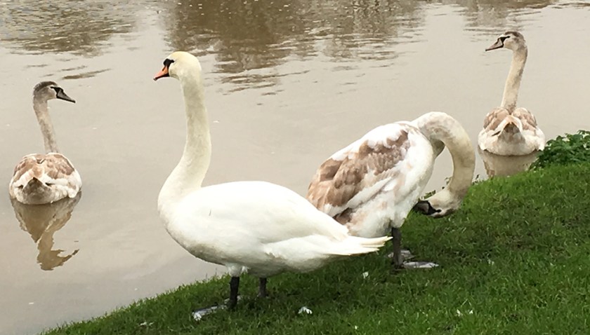 Four swans: one adult; three almost adult