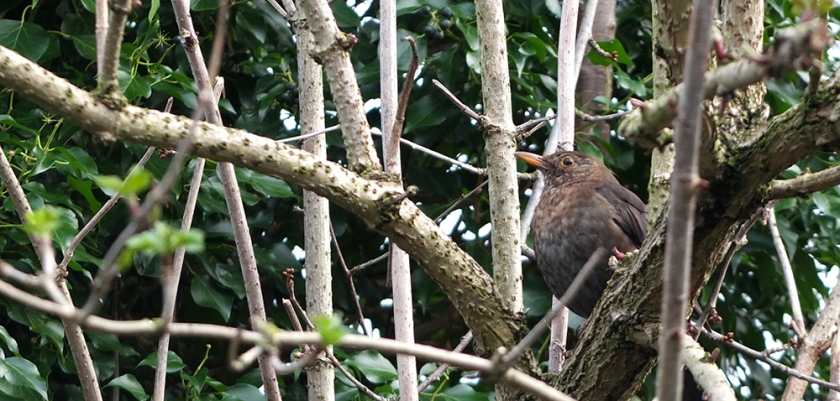 blackbird in bare branches