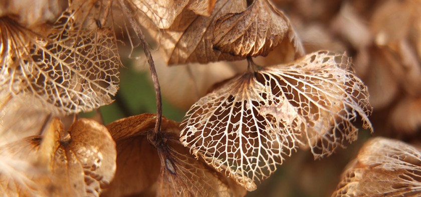 dead hydrangea filigree skeleton petals