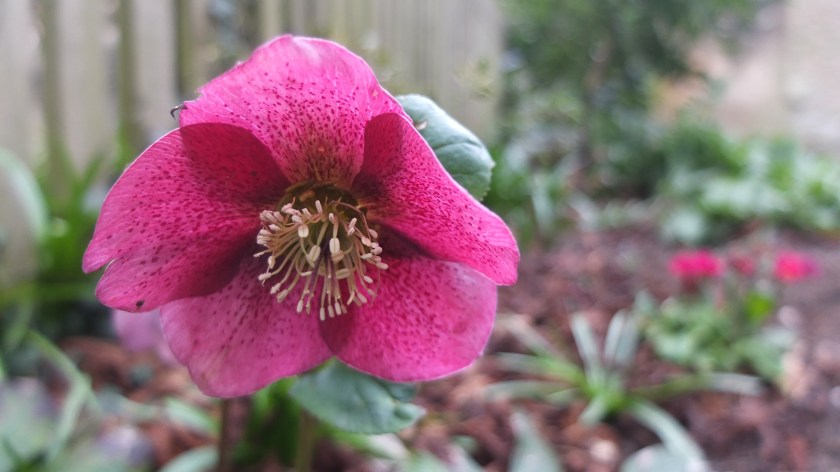 pink-red hellebore