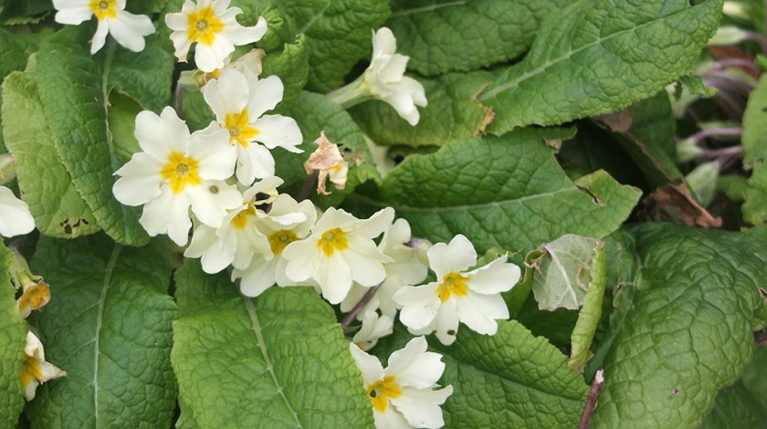 primroses