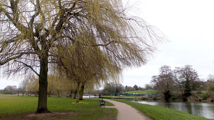 Willow trees in spring time
