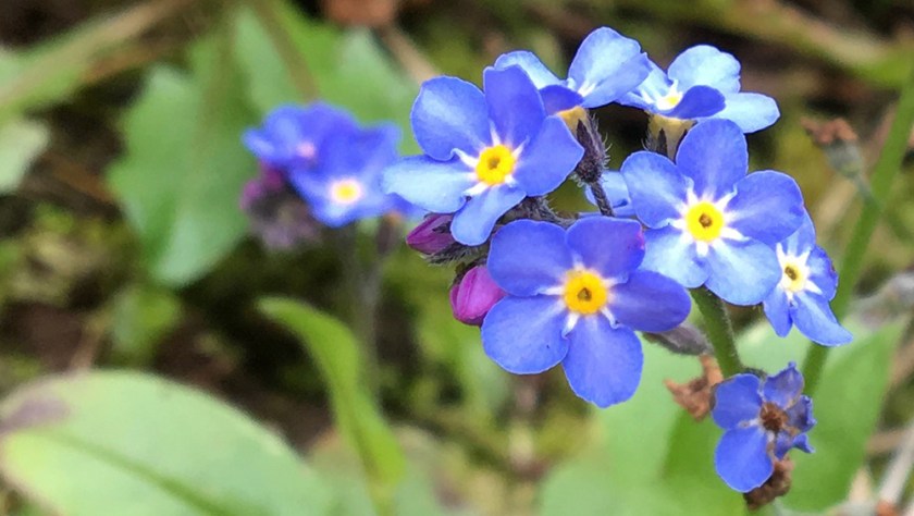 forget-me-not