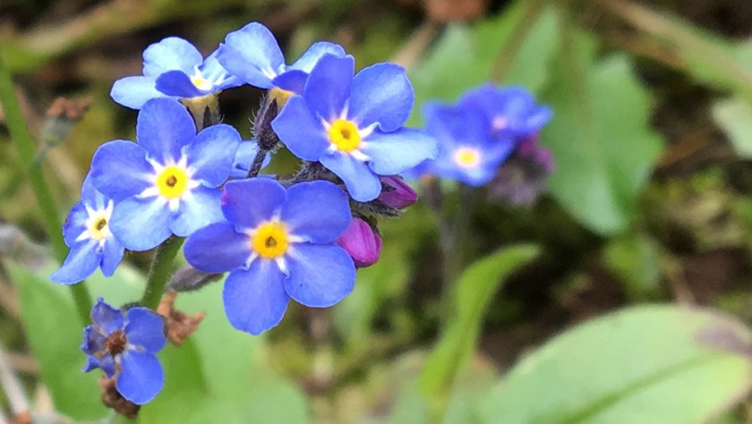 forget-me-not flower close up