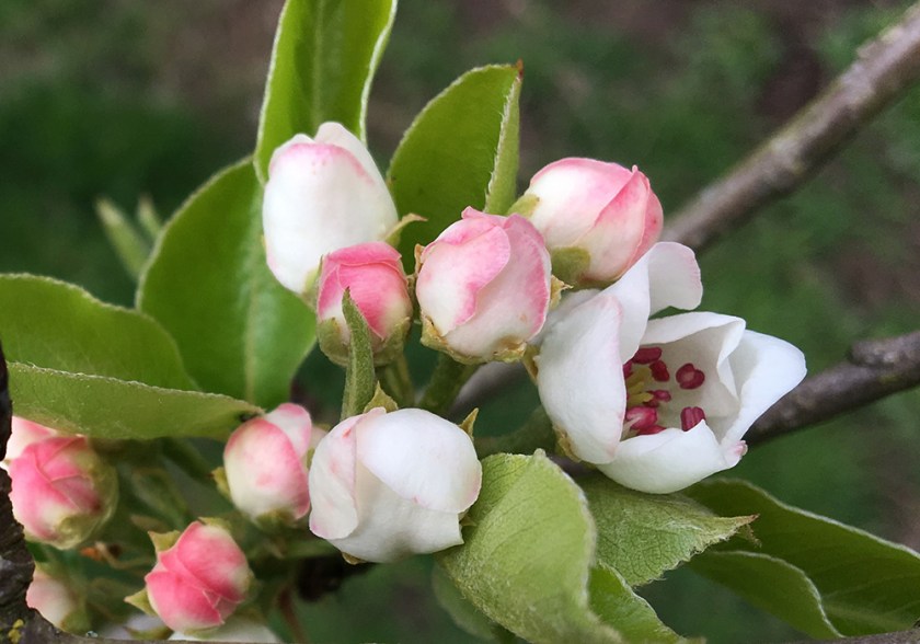blossom