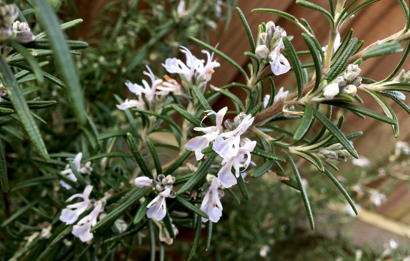 There's rosemary, that's for remembrance.