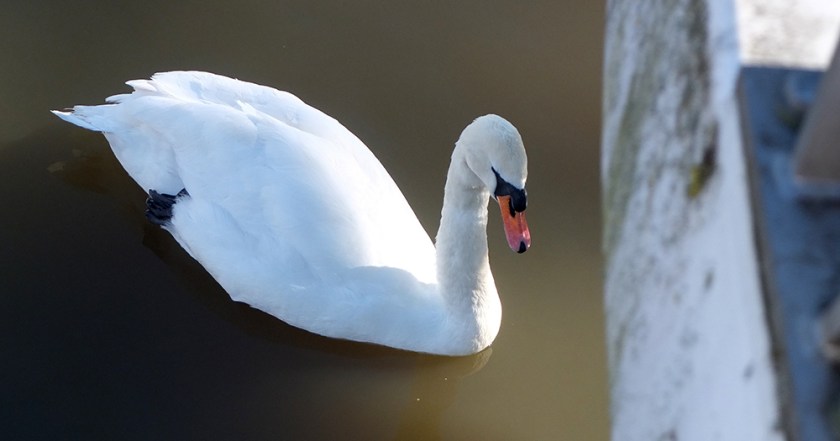 swan on the River Avon