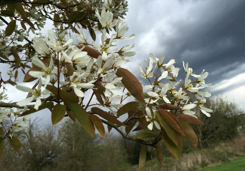 blossom