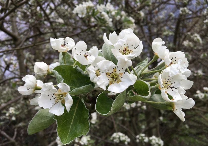 blossom