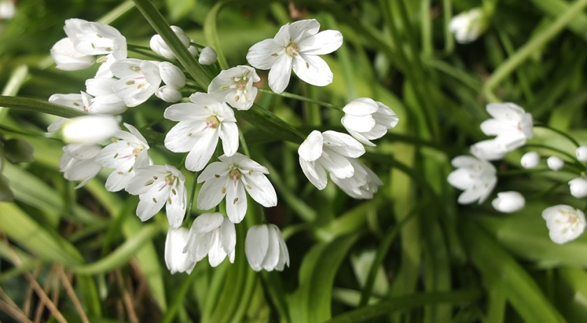 white spring flowers