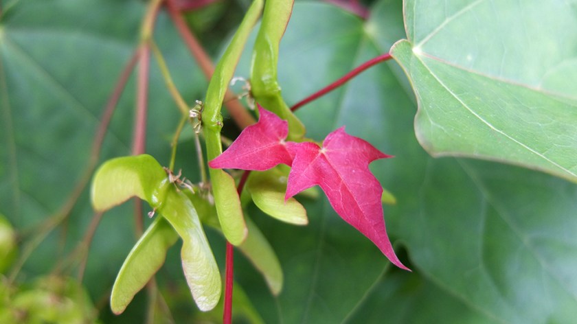 sycamore style seeds and young red leaves