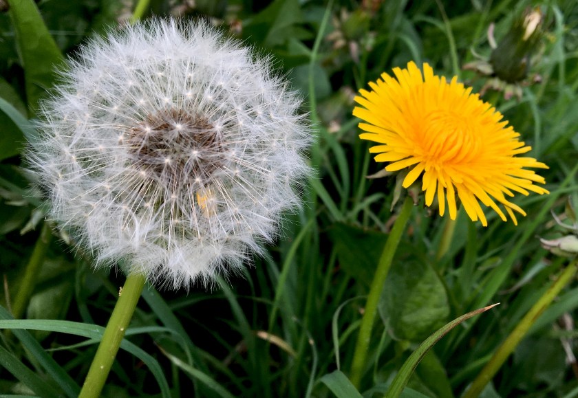 Dandelion clock and dandelion full flower