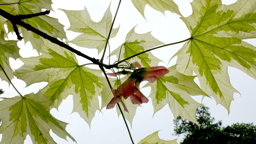 red helicopter seeds; variegated leaves