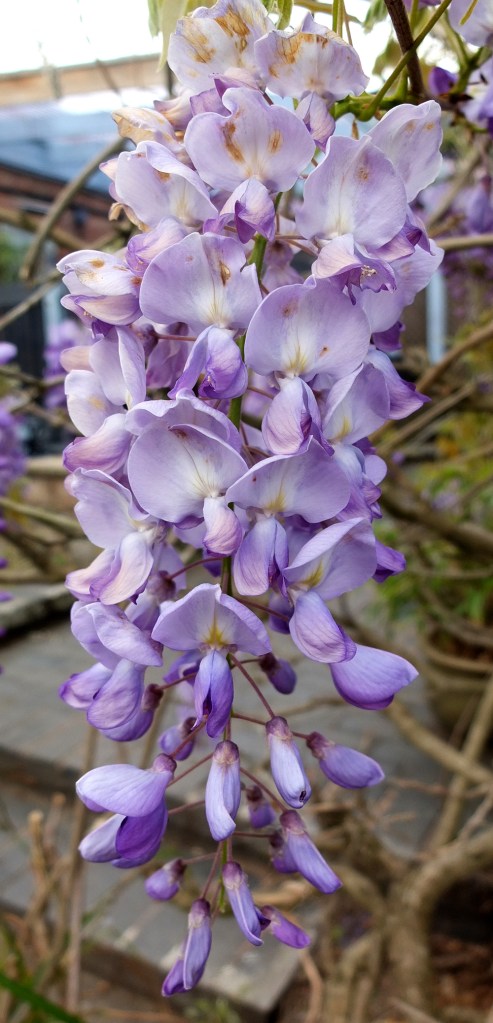 wisteria