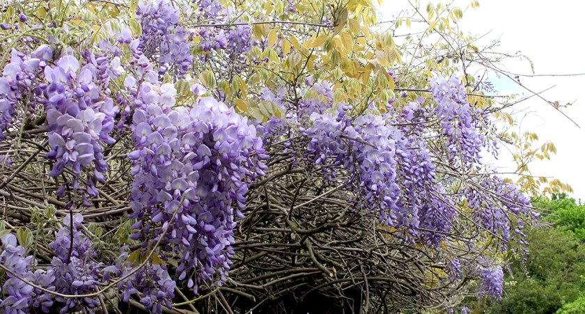 wisteria
