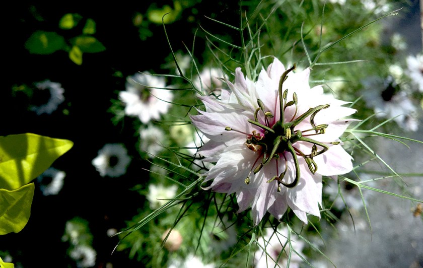 love-in-a-mist flower