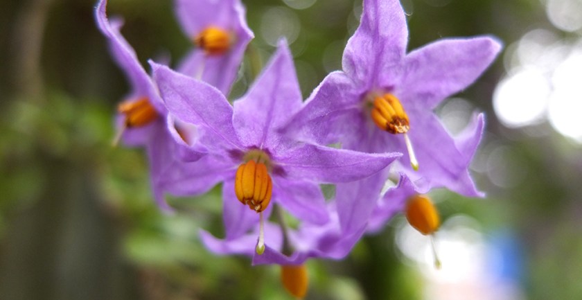purple flowers similar to nightshade
