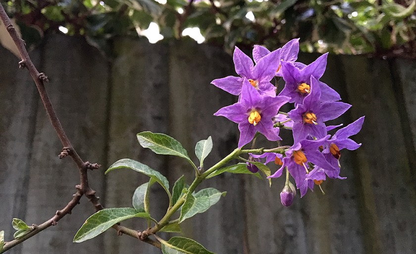 small purple star-shaped flowers similar to nightshade