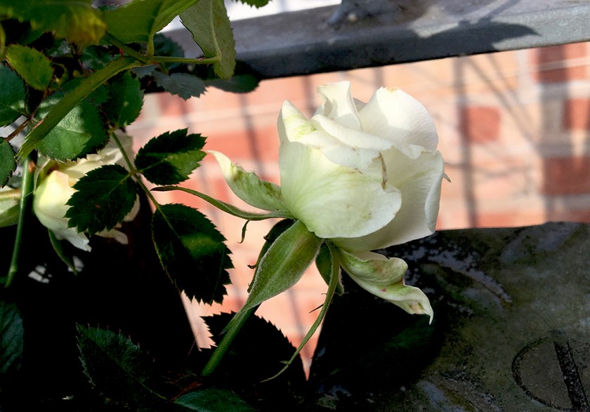 white rose