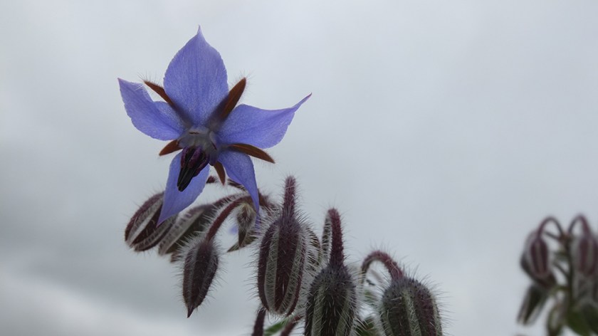 borage flower against a grey sky