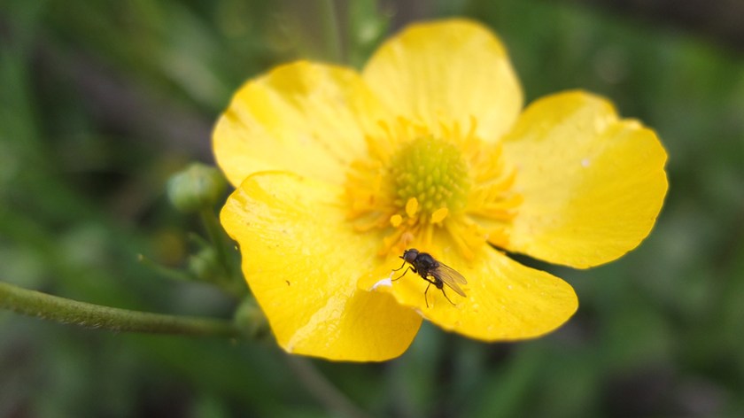 buttercup flower with fly