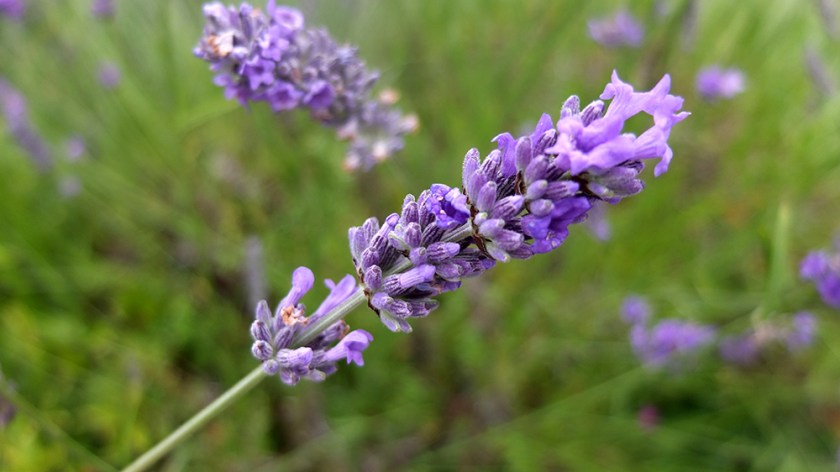 English lavender