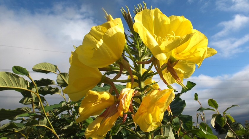 Evening primrose flowers