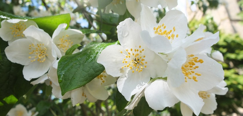 mock orange blossom close up