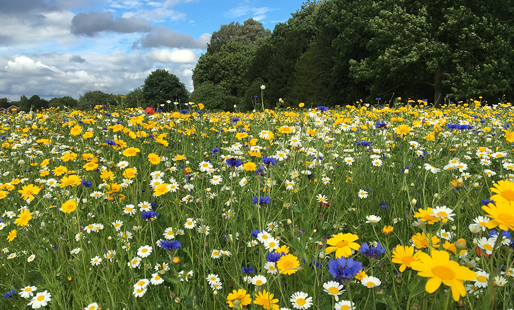 summer wild flowers (England)