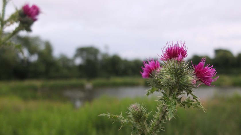 thistle