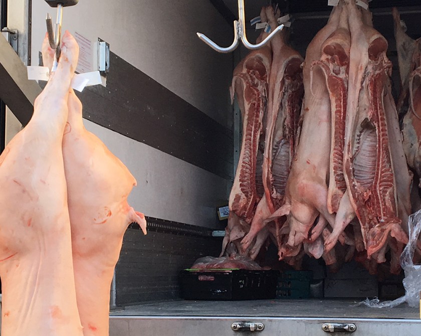 butcher-ready pigs: half corpses hanging in a delivery truck