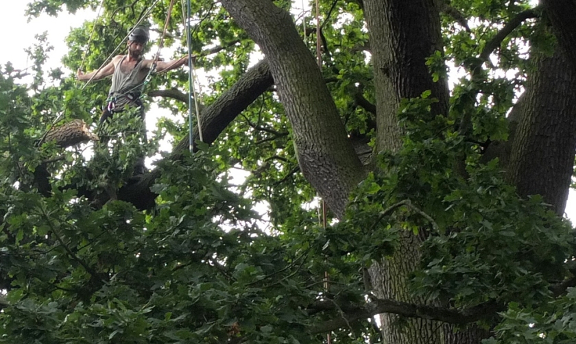 council employee pruning old  tree to make it safe