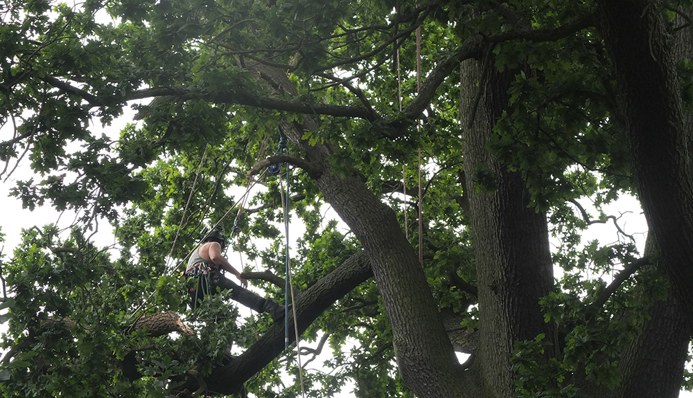 council employee pruning old tree to make it safe