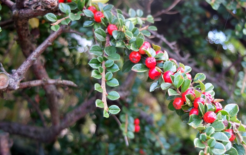cotoneaster berries