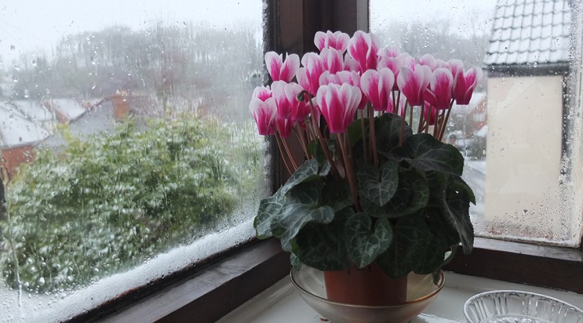 Deep pink and white cyclamen in pot on interior windowsill