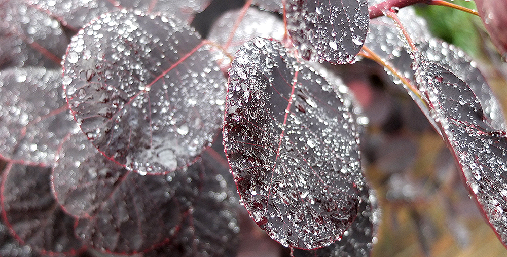 a world in a drop of&nbsp;rain