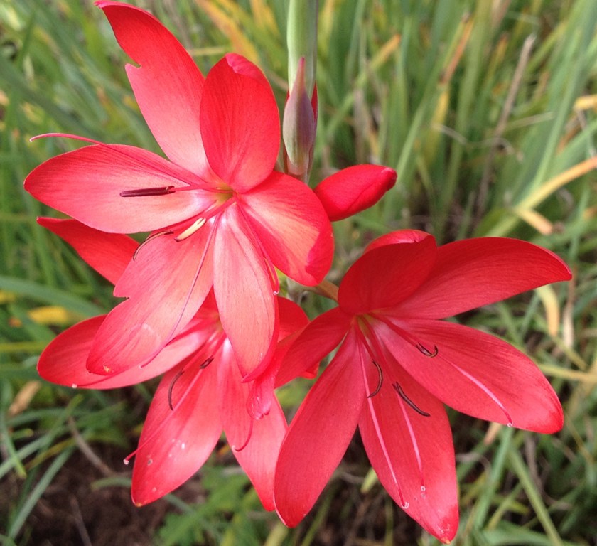 red lily-like flower