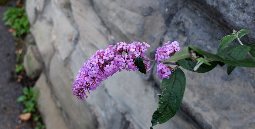 buddleia