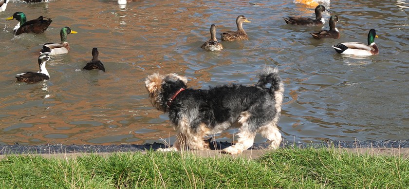 dog watching ducks on the canal