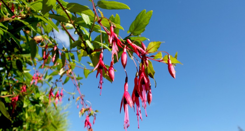fuchsia