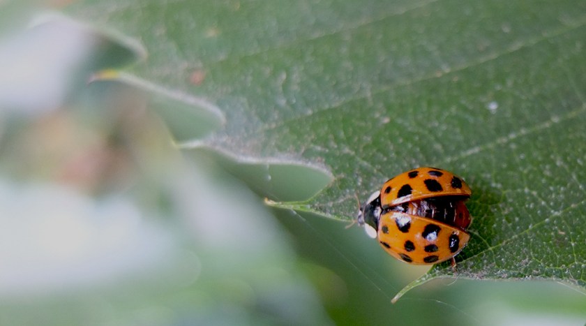 ladybird beginning to open its wings