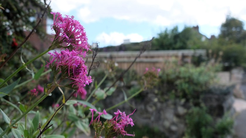 dark pink flowers