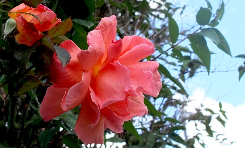 full-blown peachy-pink rose