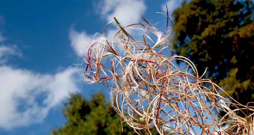 rosebay willow herb seeding.