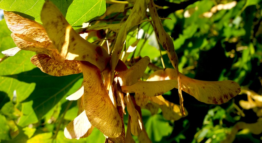 sycamore wings with the sun shining through them