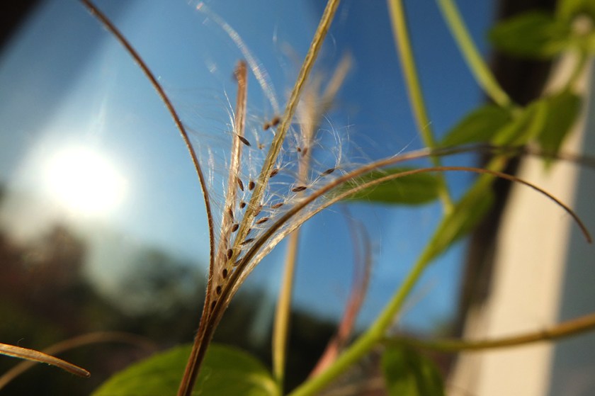 willow herb seeds