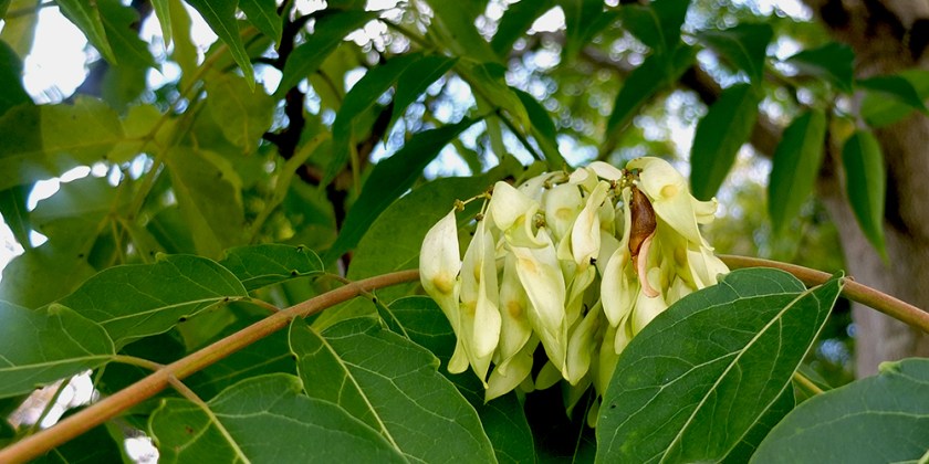 pale green winged seeds