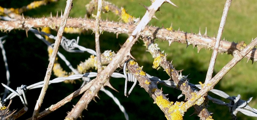 barbed wire and old bramble