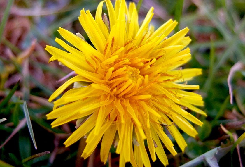 dandelion flower