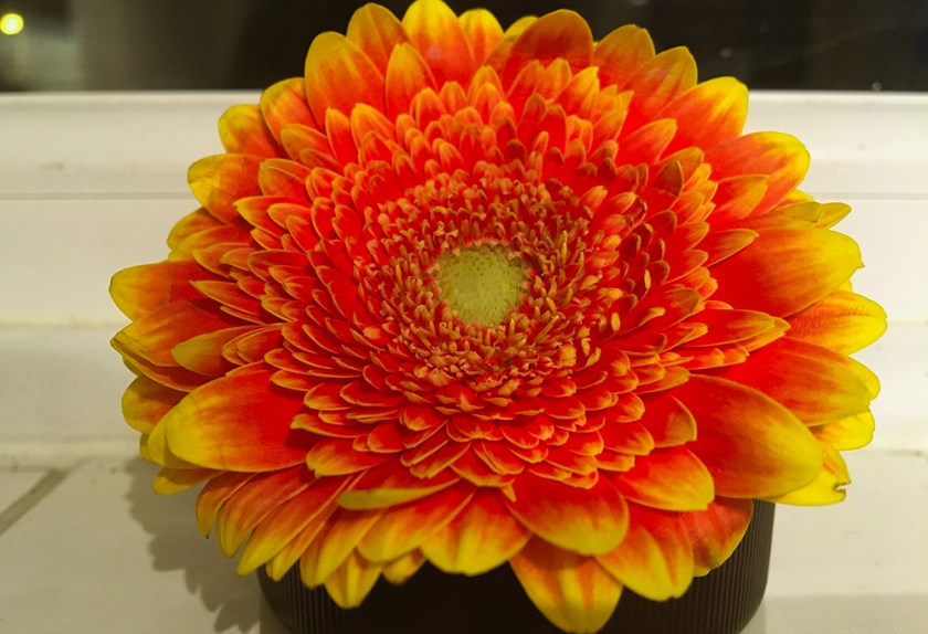 orange and yellow gerbera